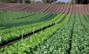Vegetables