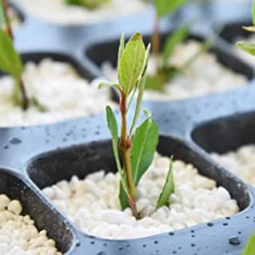 Perlite 400gm Imported Soil Conditioner