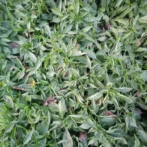 Special Desi Chilli 1000